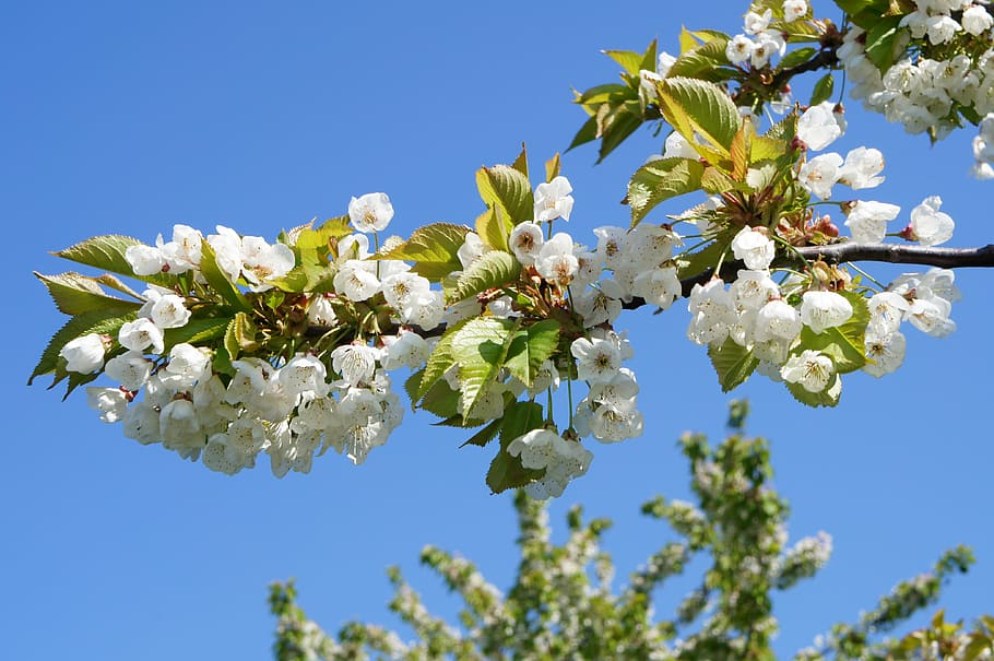 cherry blossom, tree, spring, flowering trees, white, garden HD wallpaper