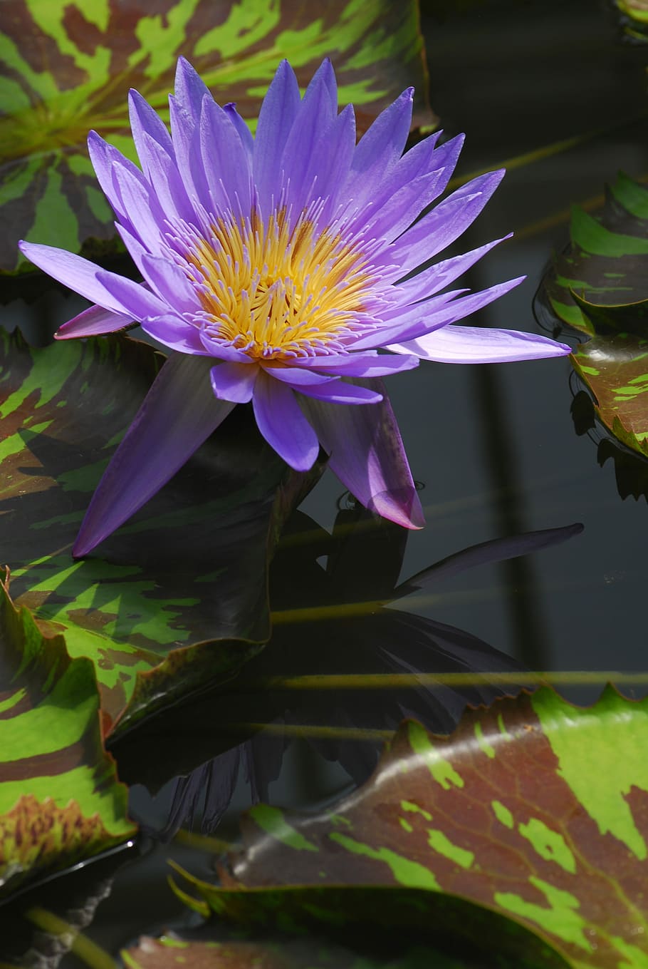 nature, plant, flower, leaf, garden, water lily, flowering plant HD wallpaper