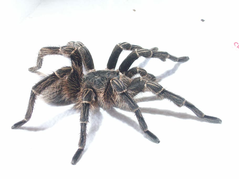 Tarantula, Spider, Animals, Exotic, south america, white background HD wallpaper
