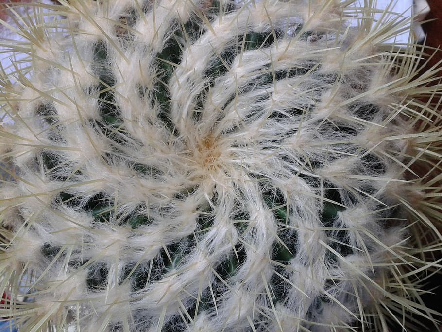cactus, structure, spiral, close-up, plant, no people, fragility HD wallpaper