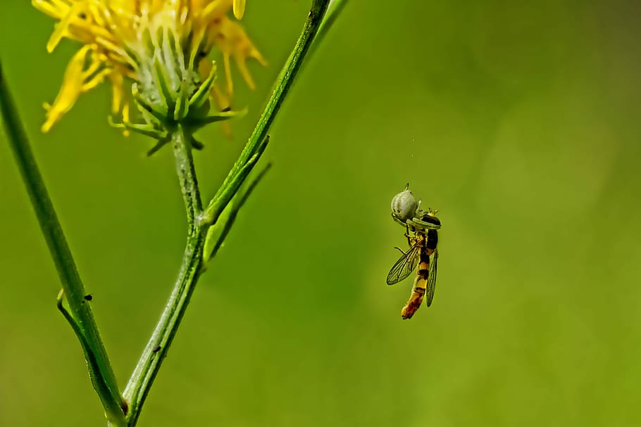 selective photography of hoover fly, nature, spider, insect HD wallpaper