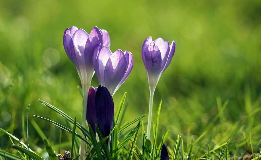 selective focus photography of blue petaled flower, crocus HD wallpaper