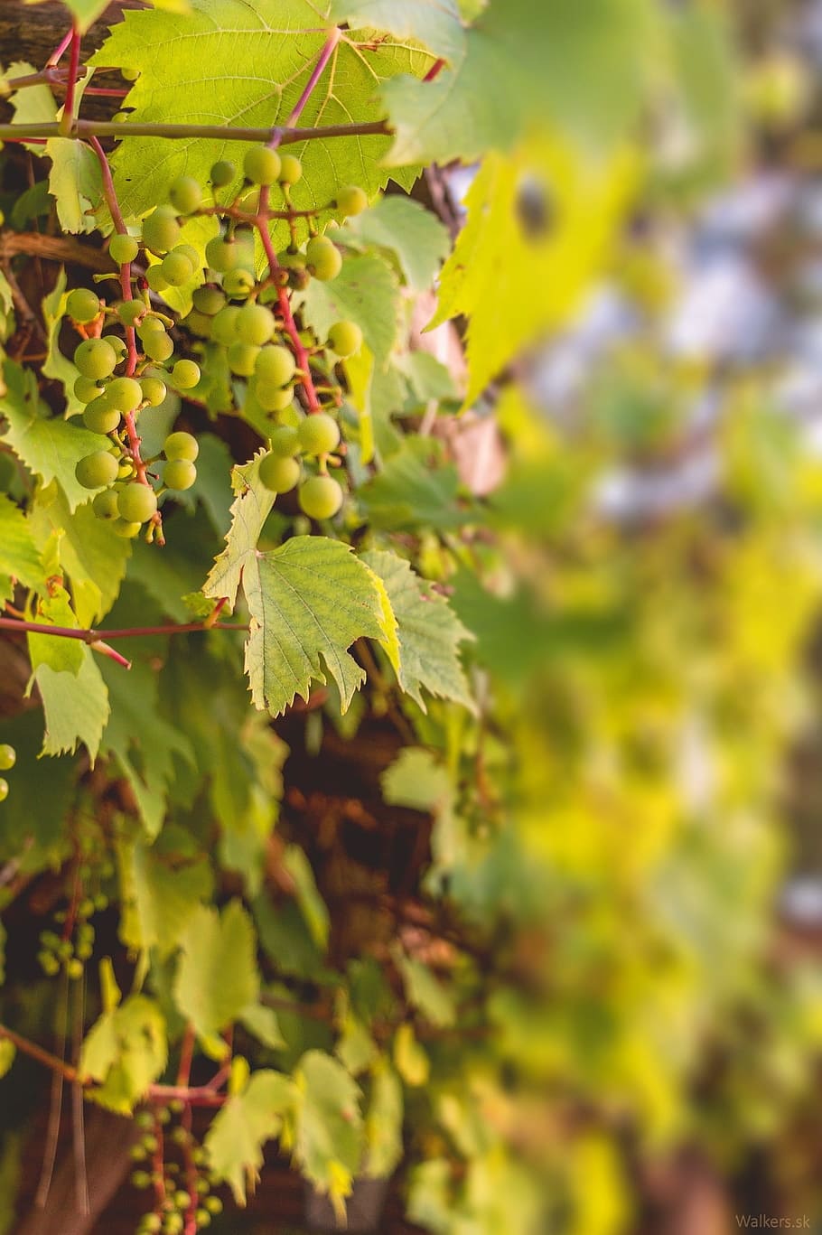 grapes, vine, wine, foliage, slovakia, berry, winegrowing, white grapes HD wallpaper