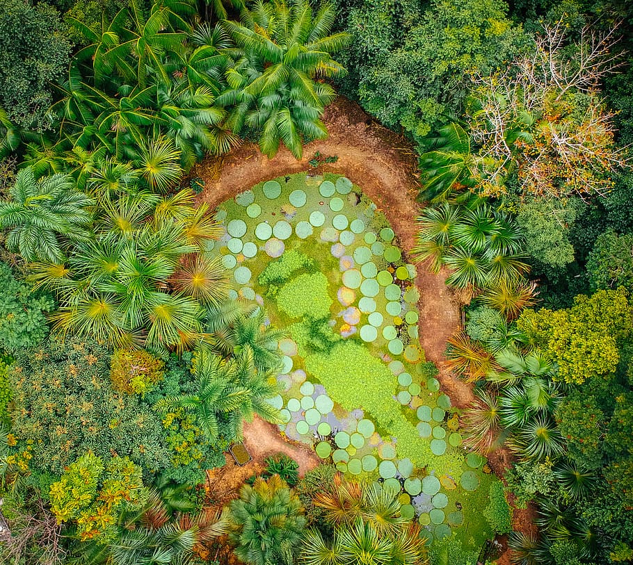 aerial photography of forest, birds eye view of body landscape HD wallpaper