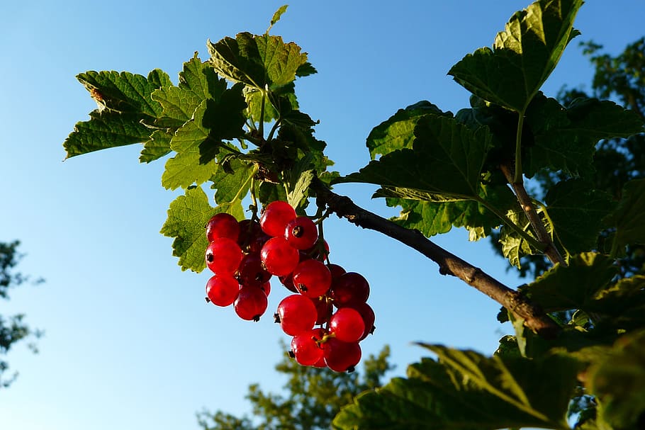 fruit, nature, sheet, food and drink, healthy eating, red, plant HD wallpaper
