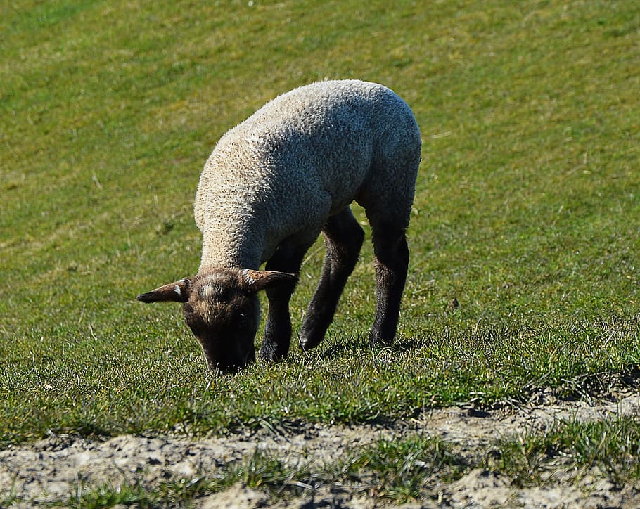 Passover, Pasture, Grass, Agriculture, one animal, animals in the wild HD wallpaper