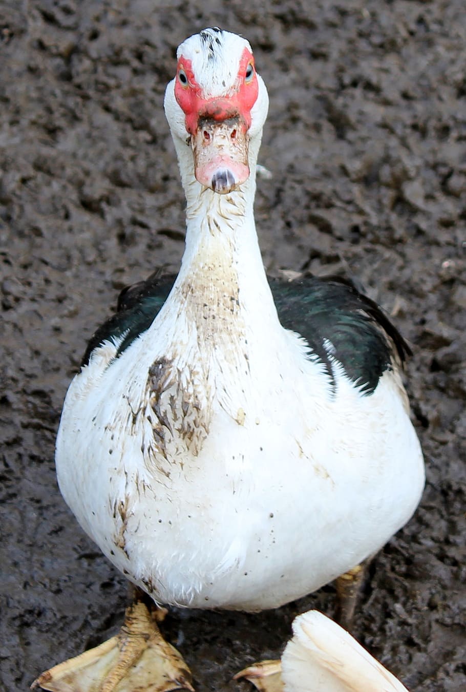 duck, animal, nature, bird, farm, agriculture, poultry, livestock HD wallpaper