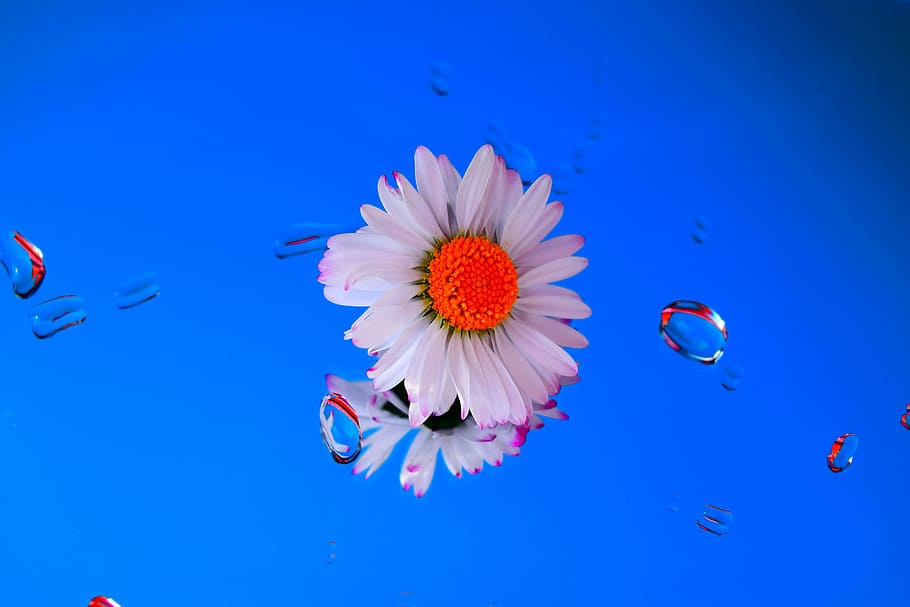daisy, mirror, water, flower, blue, nature, flowering plant HD wallpaper