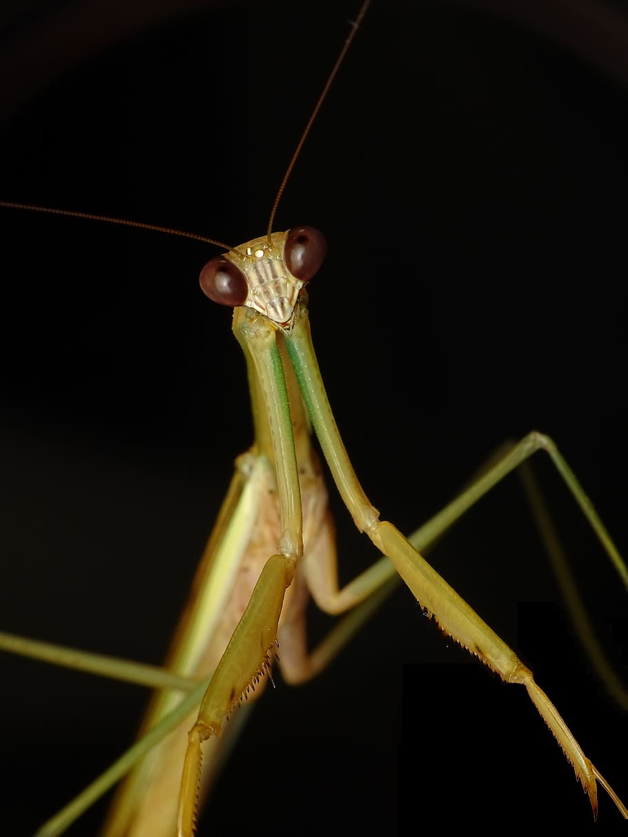 praying mantis, insect, grasshopper, locust, preying, portrait HD wallpaper
