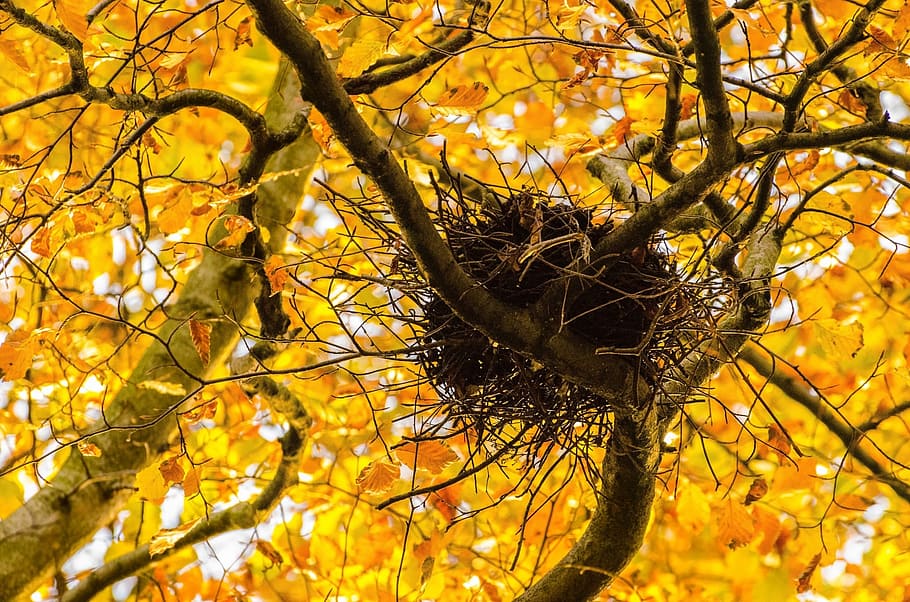 autumn, tree, branch, branches, leaf, leaves, yellow, nest HD wallpaper
