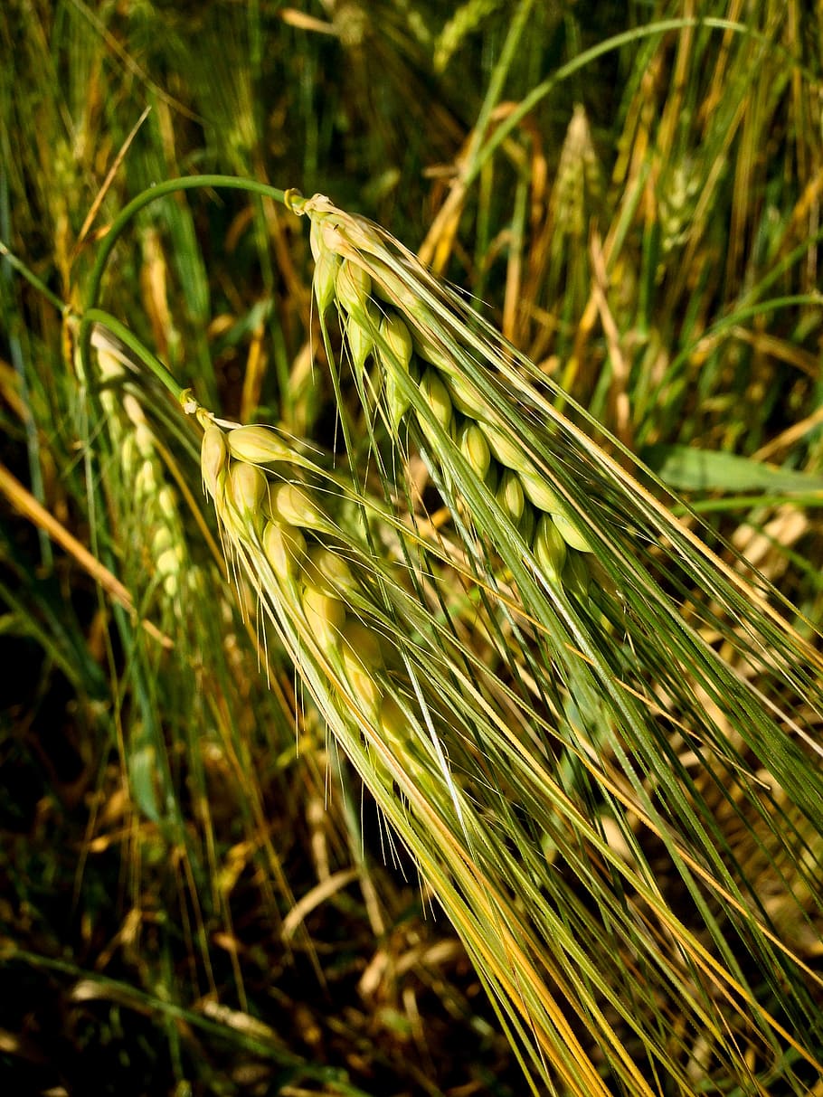 crops, wheat, barley, field, green, properties, agriculture HD wallpaper