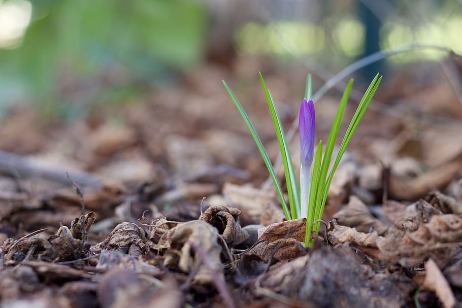 selective-focus photography of purple petaled flower, spring HD wallpaper