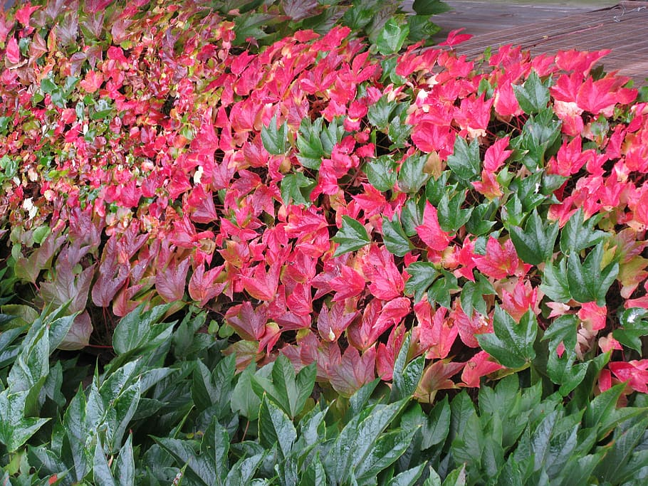 Bloom, Flowers, Blossom, pink color, plant, leaf, outdoors HD wallpaper