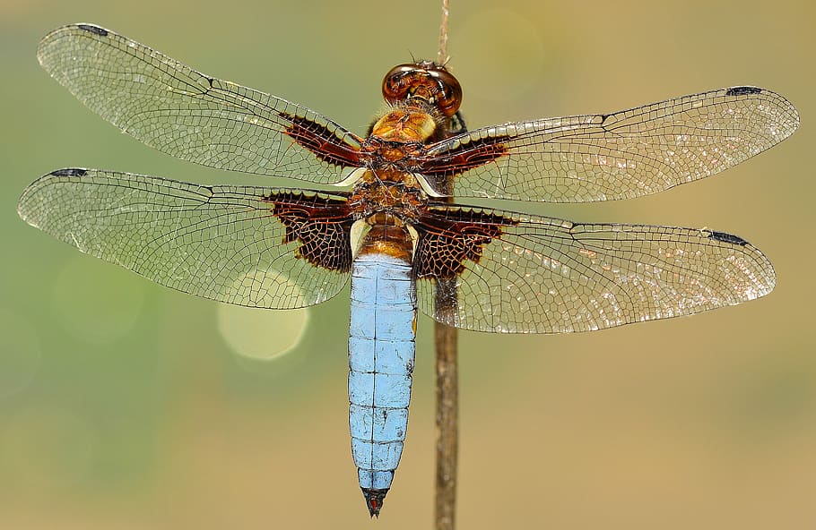 blue tailed skimmer in closeup photoraphy, insects, dragonfly, HD wallpaper