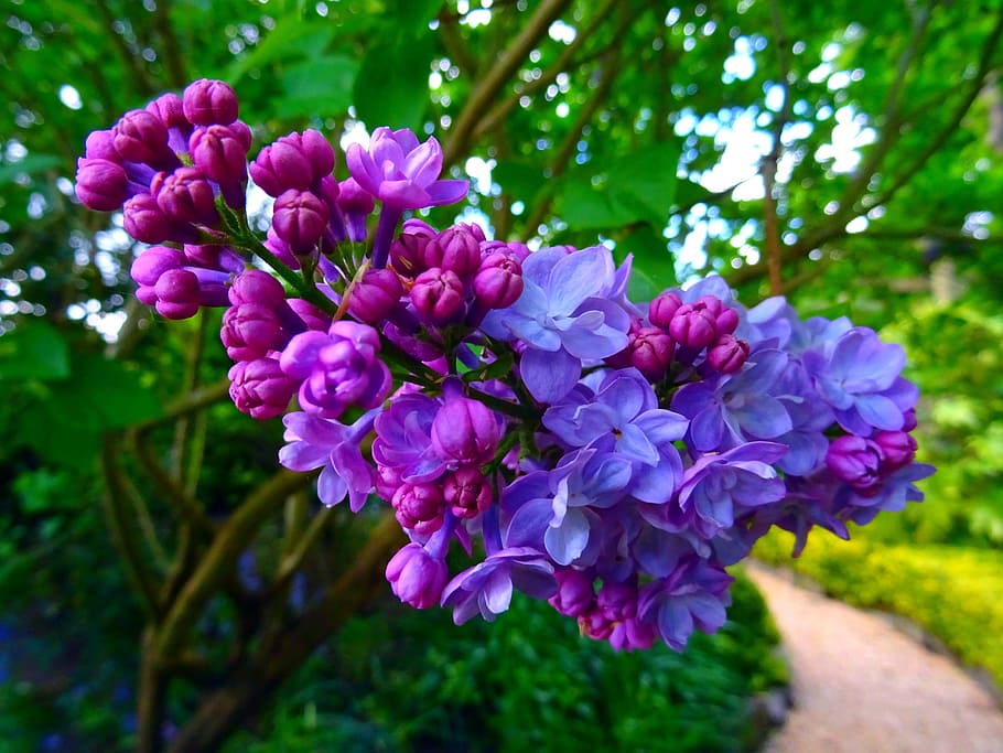 nature, flowers, garden, trees, bloom, blooming, blossom, blur HD wallpaper