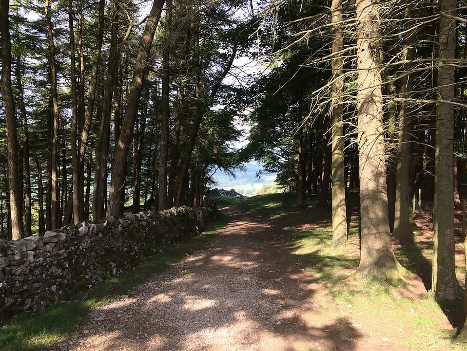 Eleven, Forest, Path, tree, footpath, nature, no people, outdoors HD wallpaper