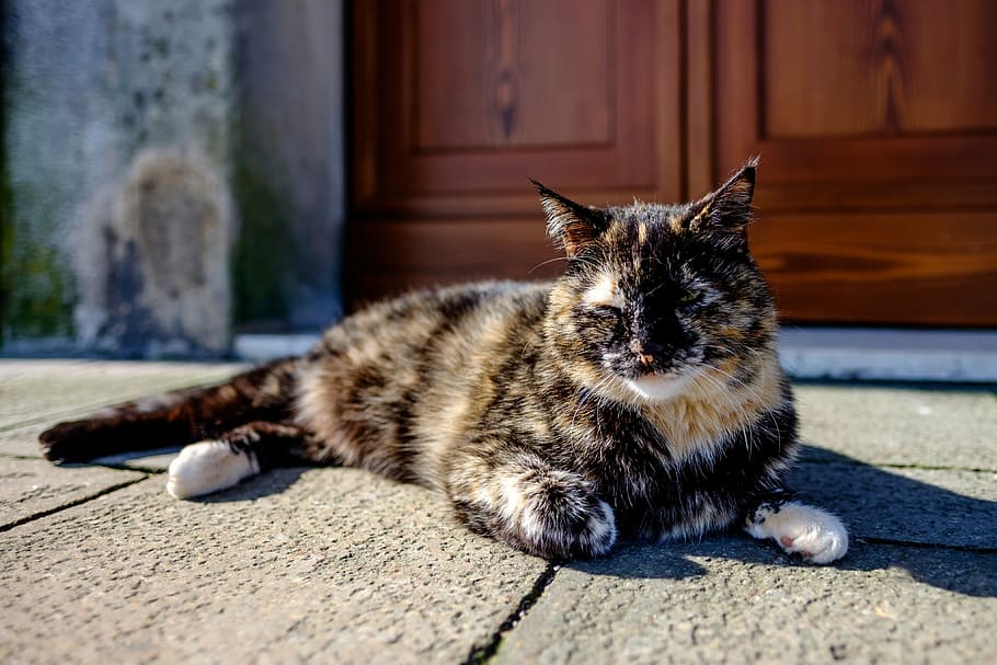 car, rest, resting, sleep, animal, road, city, dark, domestic cat HD wallpaper