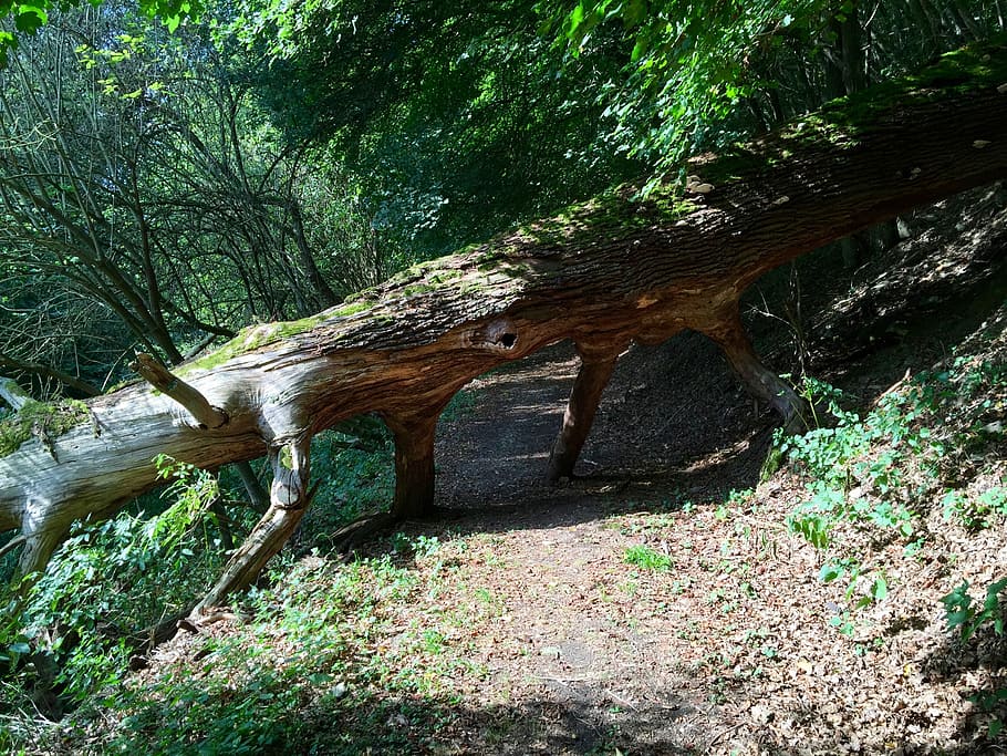 Log, Nature, Forest, green, hole in the tree trunk, nature recording HD wallpaper