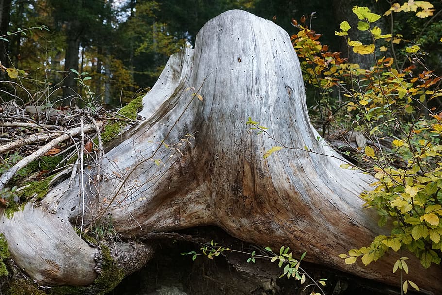 root, wood, forest, grey, log, tree, plant, land, bark, day HD wallpaper