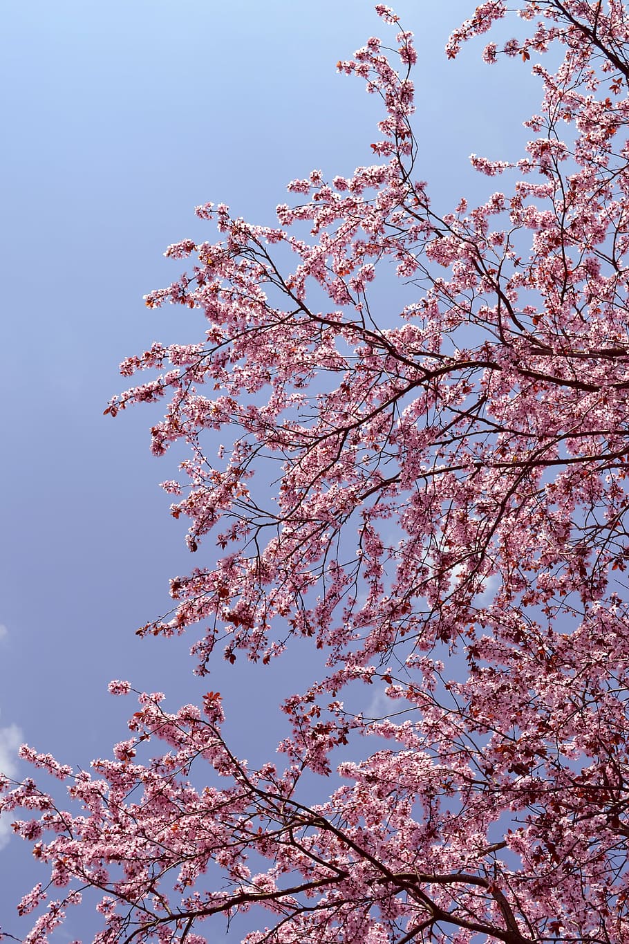 tree, blossom, pink, nature, spring, cherry, bloom, branch HD wallpaper