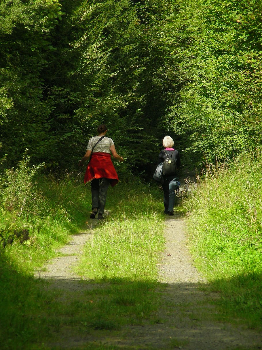 walk, away, forest, nature, hiking, idyllic, plant, walking HD wallpaper