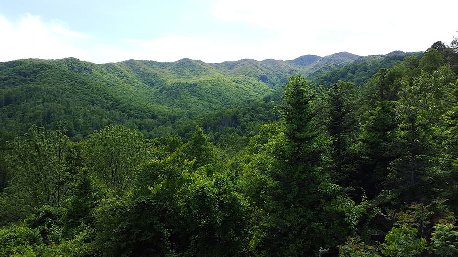 Mountain, Tree, Landscape, Nature, green, forest, travel, outdoor HD wallpaper