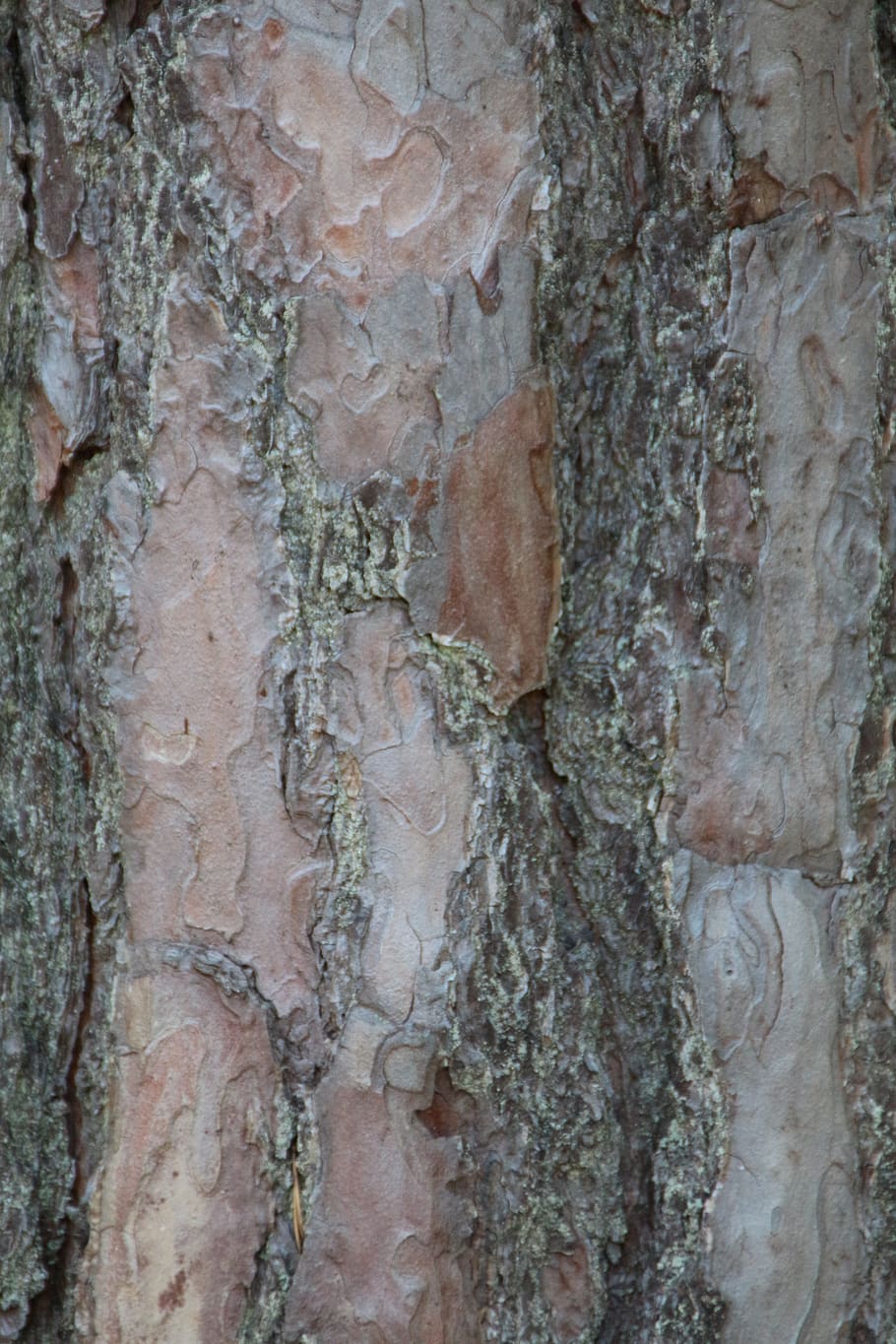 the bark, forest, tree, texture, the background, nature, full frame HD wallpaper
