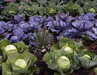 purple and green cabbage in bloom, savoy, kohl, herb, vegetables HD wallpaper