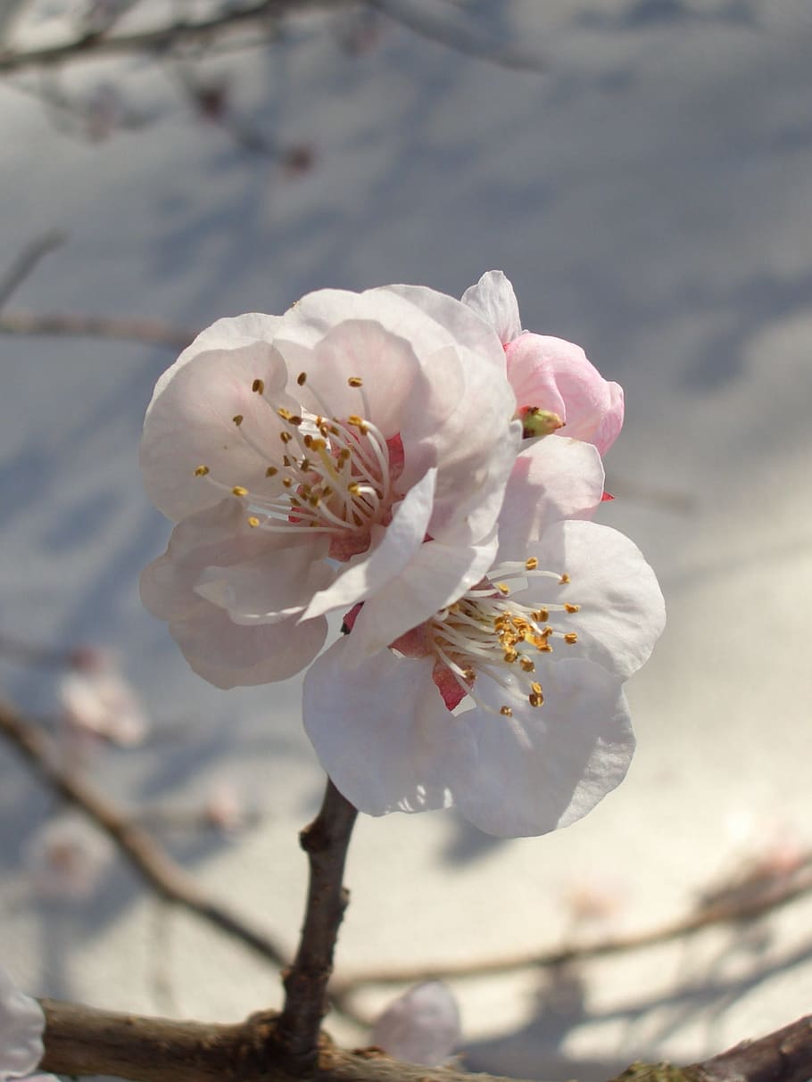 spring, blossom, bloom, flourishing tree, cherry blossoms, pink HD wallpaper