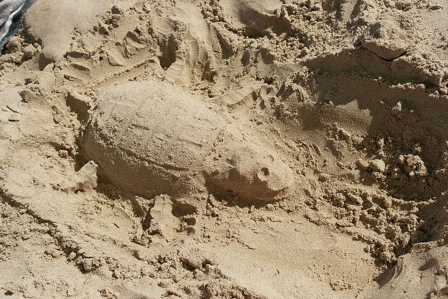 turtle, shaped, sand, sun, land, high angle view, no people HD wallpaper