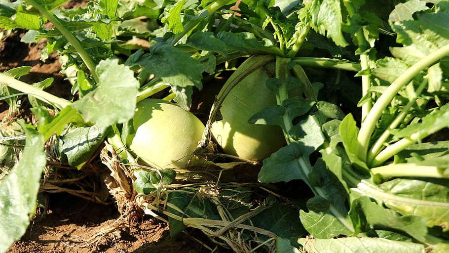 radish, red radish, radish fields, vegetable, fruit, crop, fresh vegetables HD wallpaper