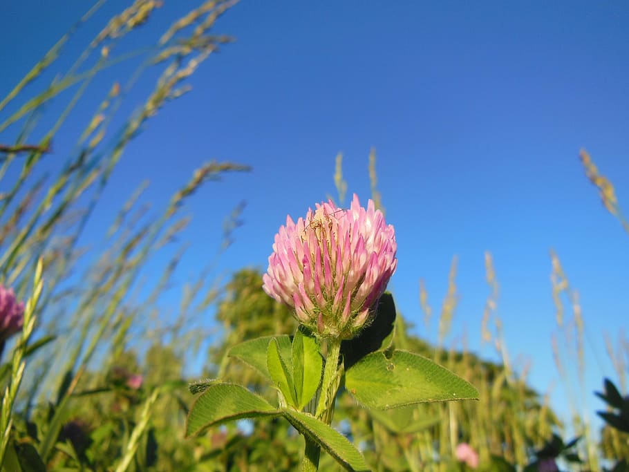 trifolium pratense, clover flower, red clover, close-up, flowers, HD wallpaper