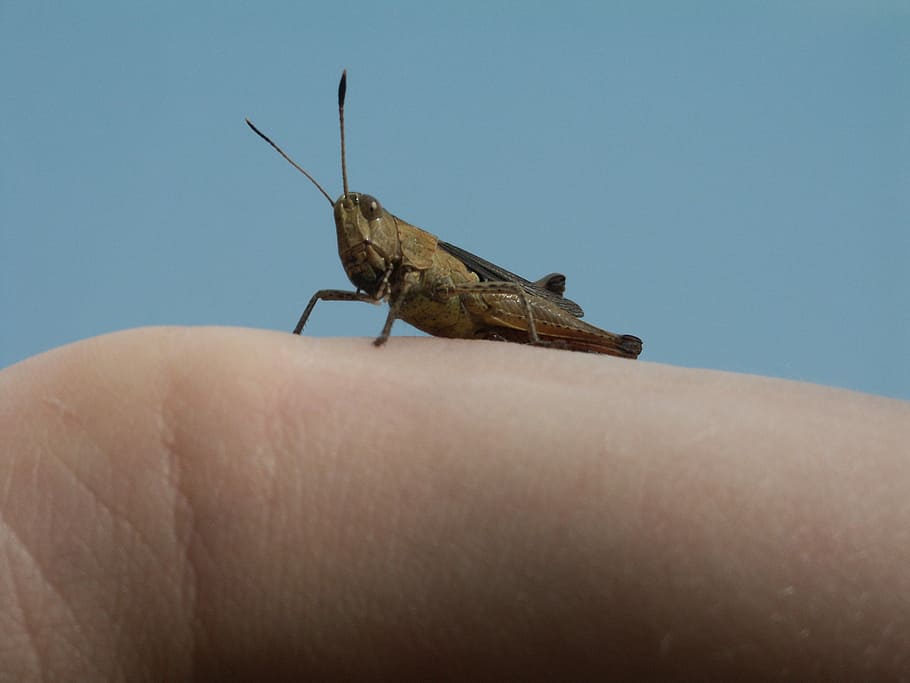 Grasshopper, Animal, Nature, Macro, insects, one animal, animal themes HD wallpaper