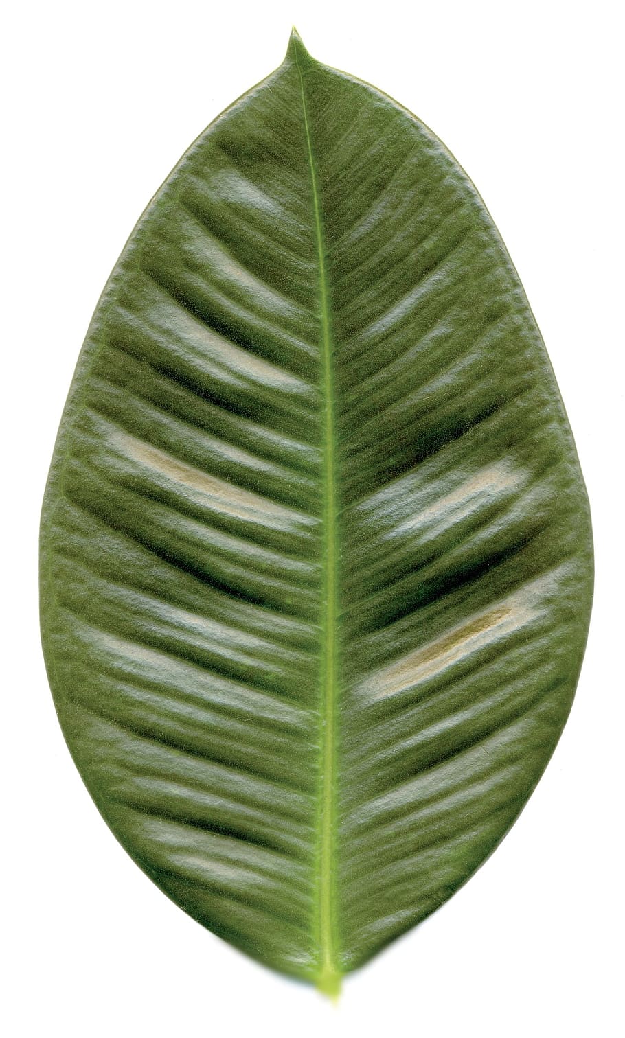 Leaf, Rubber Tree, Nature, green, cut out, plant, alone, solo HD wallpaper