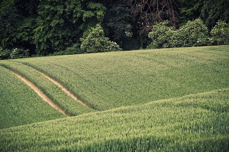 grain, spike, field, nature, wheat, field crops, food, plant HD wallpaper
