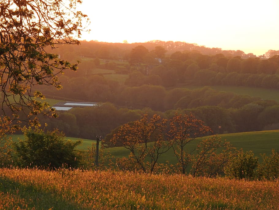 meadow, nature, spring, landscape, grass, tree, plant, beauty in nature HD wallpaper