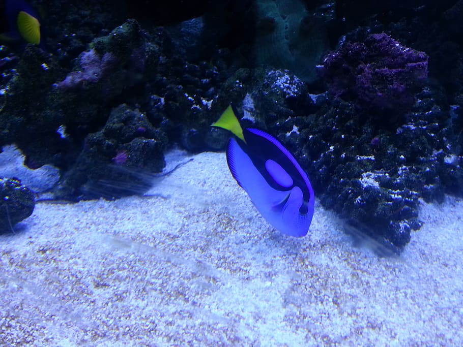 fish, sea, nature, nemo, coral, animals in the wild, animal wildlife HD wallpaper
