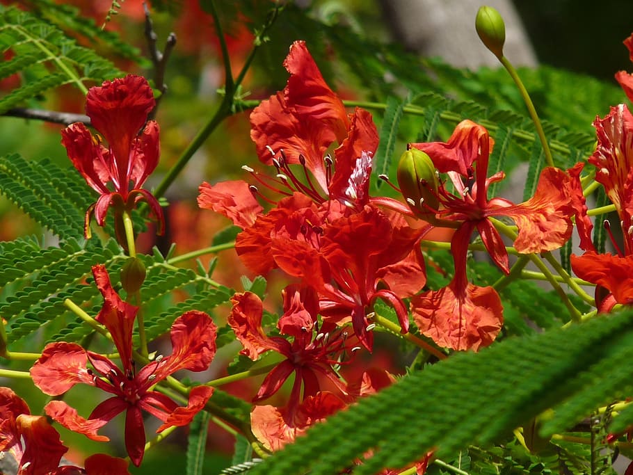 Peacock, Reddish, Orange, flowerd, blossoms, blooms, racemes HD wallpaper