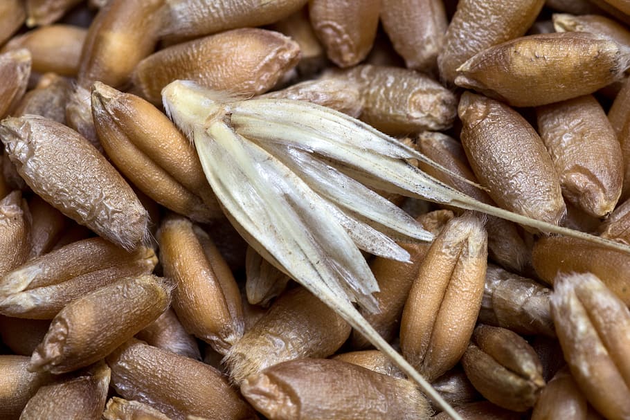 Cereals, Wheat, Grain, Close, wheat spike, food, close-up, freshness HD wallpaper