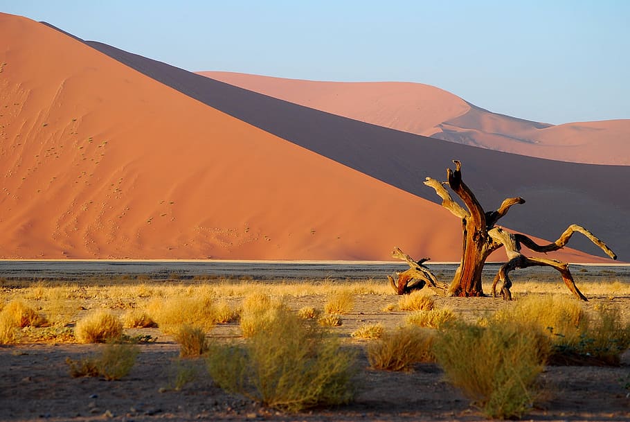 namibia, desert, tree, dune, roter sand, land, scenics - nature HD wallpaper