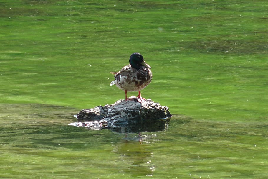 Duck, Water, Bird, animals in the wild, animal themes, reflection HD wallpaper