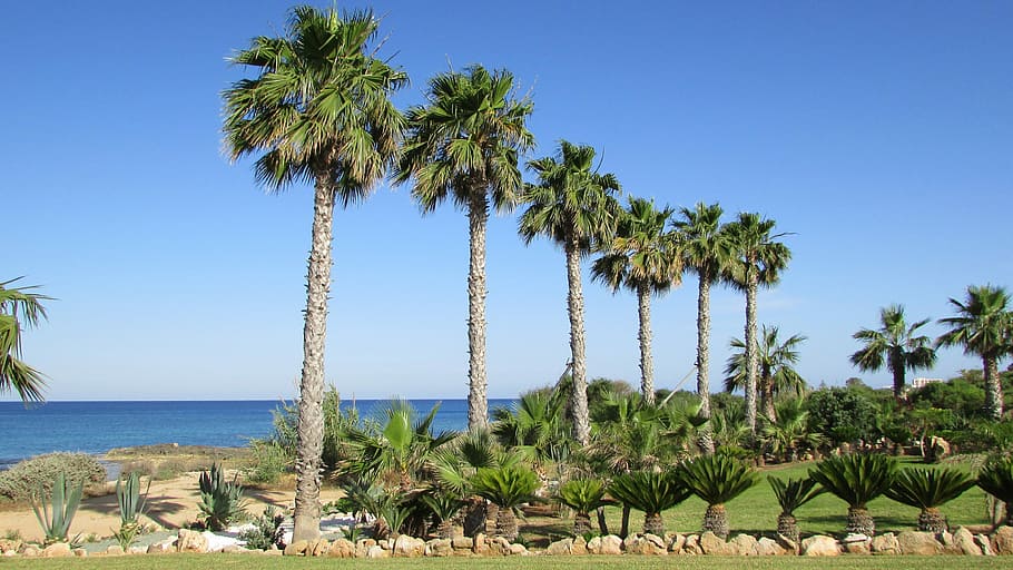 Palm, Tree, Sea, Nature, sky, green, cyprus, palm tree, clear sky HD wallpaper