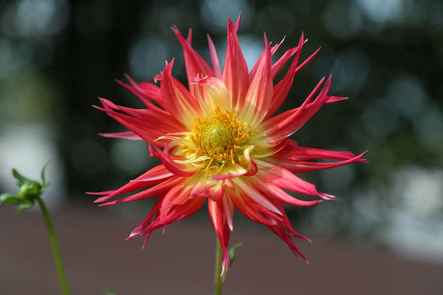 flower, nature, image, petal, fragility, red, flower head, freshness HD wallpaper