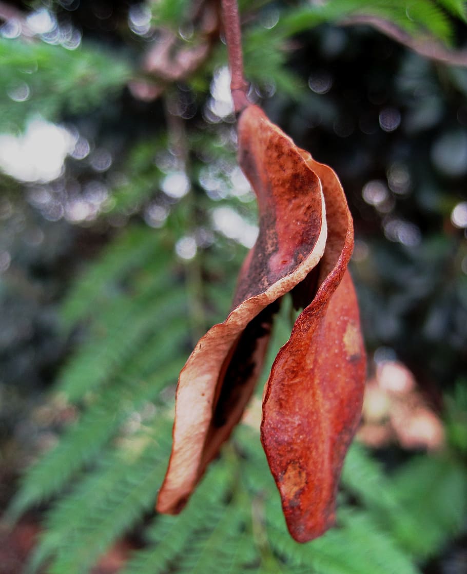 Seed Pod, Split, Open, Brown, Curved, seed pod split, curled HD wallpaper
