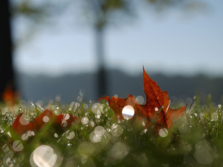 leaf, orange, nature, grass, fall, autumn, blur, plant, close-up HD wallpaper