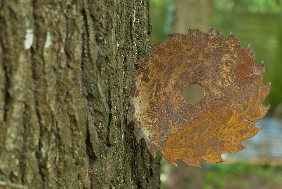 tree, trunk, bark, blade, circular, rust, nature, wood, trees HD wallpaper