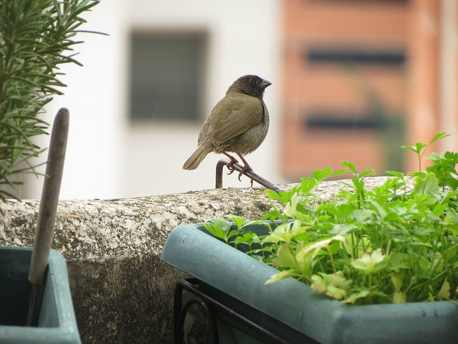 ave, bird, nature, animal themes, one animal, vertebrate, animal wildlife HD wallpaper