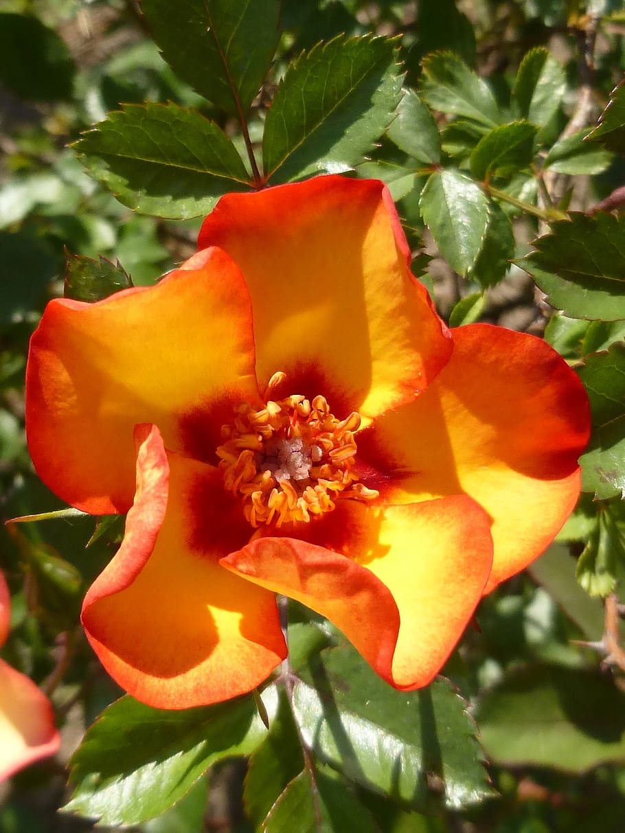 rose, flower, spring, orange, may, plant, flowering plant, petal HD wallpaper