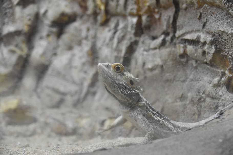 animal, lizard, reptile, animal themes, animal wildlife, one animal HD wallpaper