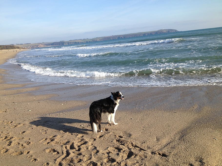 Dog, Beach, Sea, pets, one animal, sand, land, mammal, animal themes HD wallpaper